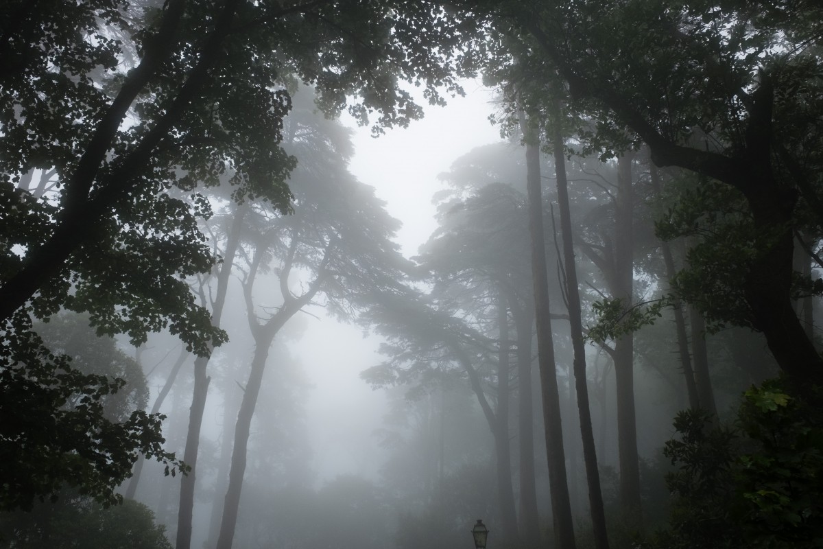 Nebel im Park Nebel im Park